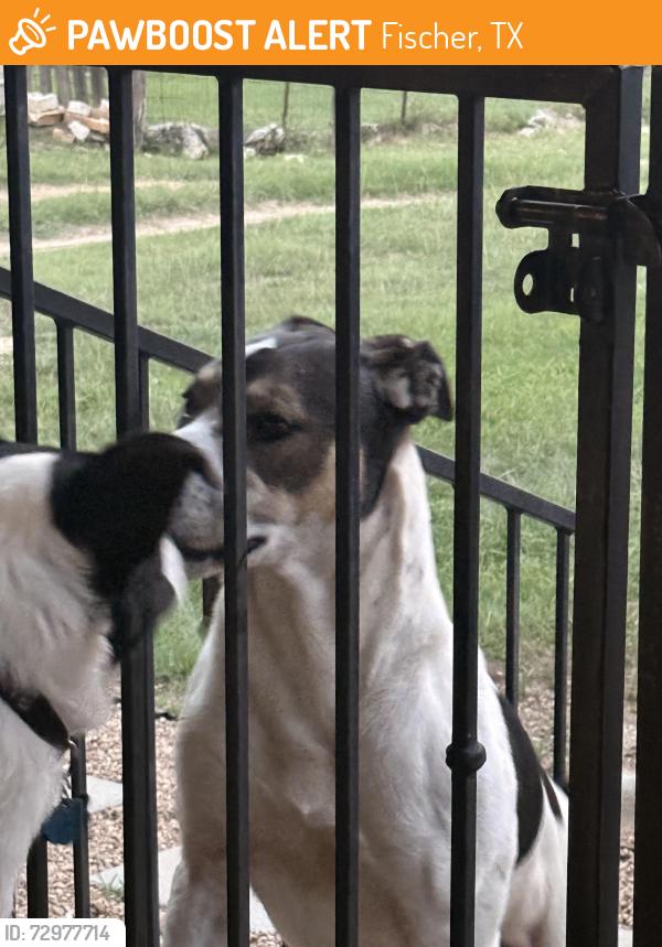 Found/Stray Male Dog last seen Canyon lake high school , Fischer, TX 78623