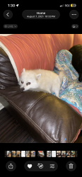 Lost Male Dog last seen Olive branch high school, Olive Branch, MS 38654