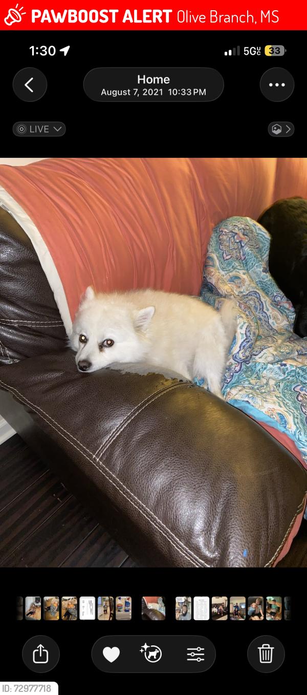 Lost Male Dog last seen Olive branch high school, Olive Branch, MS 38654