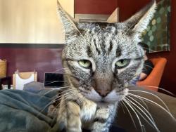 Reunited Male Cat last seen Shotwell and 26th, San Francisco, CA 94110