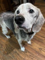 Reunited Male Dog last seen Currant St and E New England Ave, Pinebluff, NC 28373
