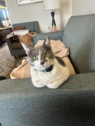 Reunited Male Cat last seen Cadillac and La Cienega, Los Angeles, CA 90034