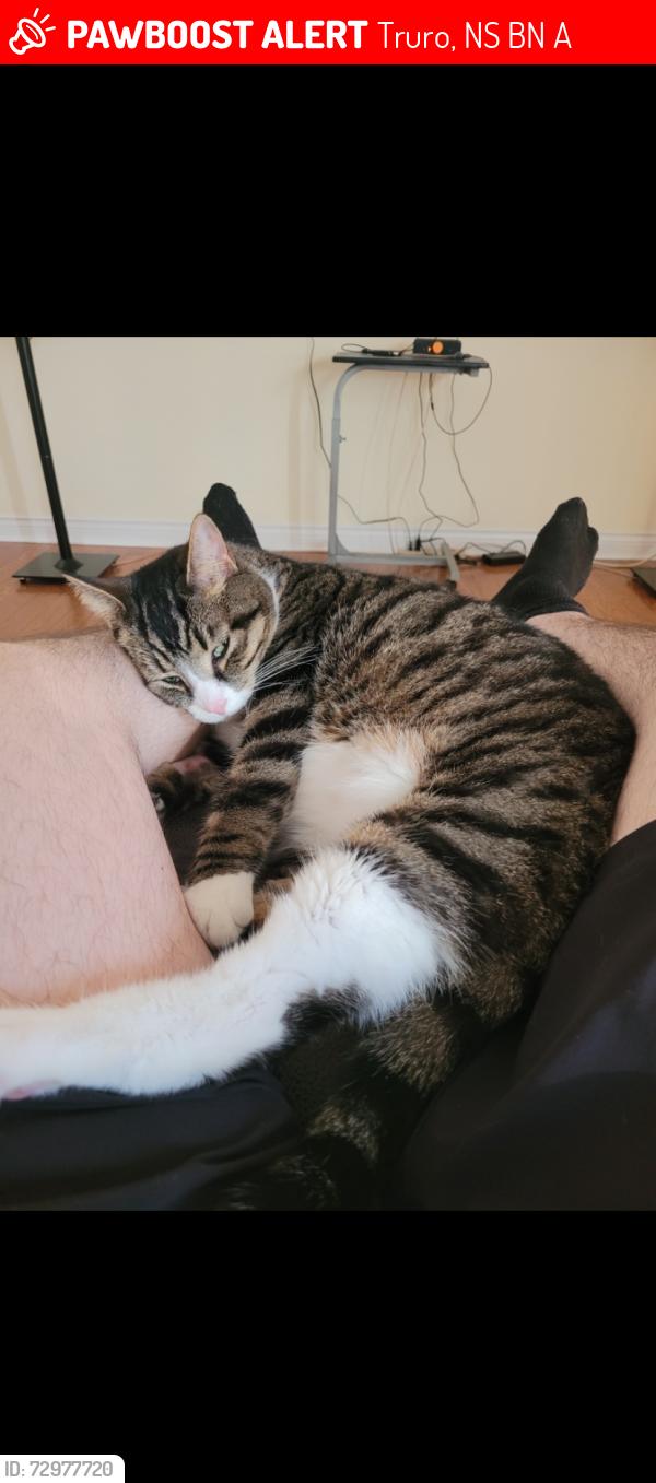 Lost Male Cat last seen Near college rd, Truro, NS B2N 0A3