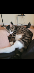 Lost Male Cat last seen Near college rd, Truro, NS B2N 0A3