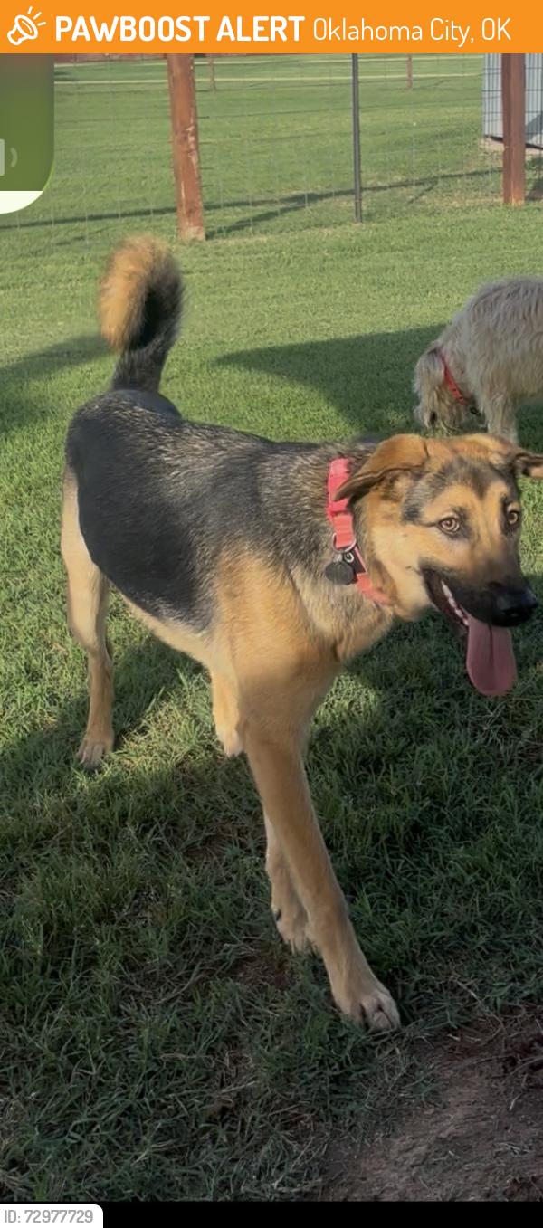 Found/Stray Female Dog last seen Duffel dental, Oklahoma City, OK 73099
