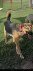 Found/Stray Female Dog last seen Duffel dental, Oklahoma City, OK 73099