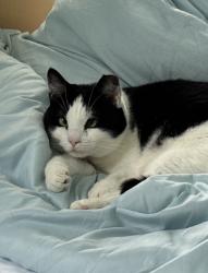 Lost Female Cat last seen Hunter’s Glen Anderson SC, Anderson, SC 29625