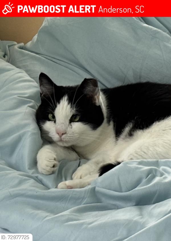 Lost Female Cat last seen Hunter’s Glen Anderson SC, Anderson, SC 29625