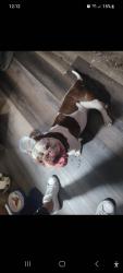 Found/Stray Female Dog last seen Blanding, Jacksonville, FL 32244