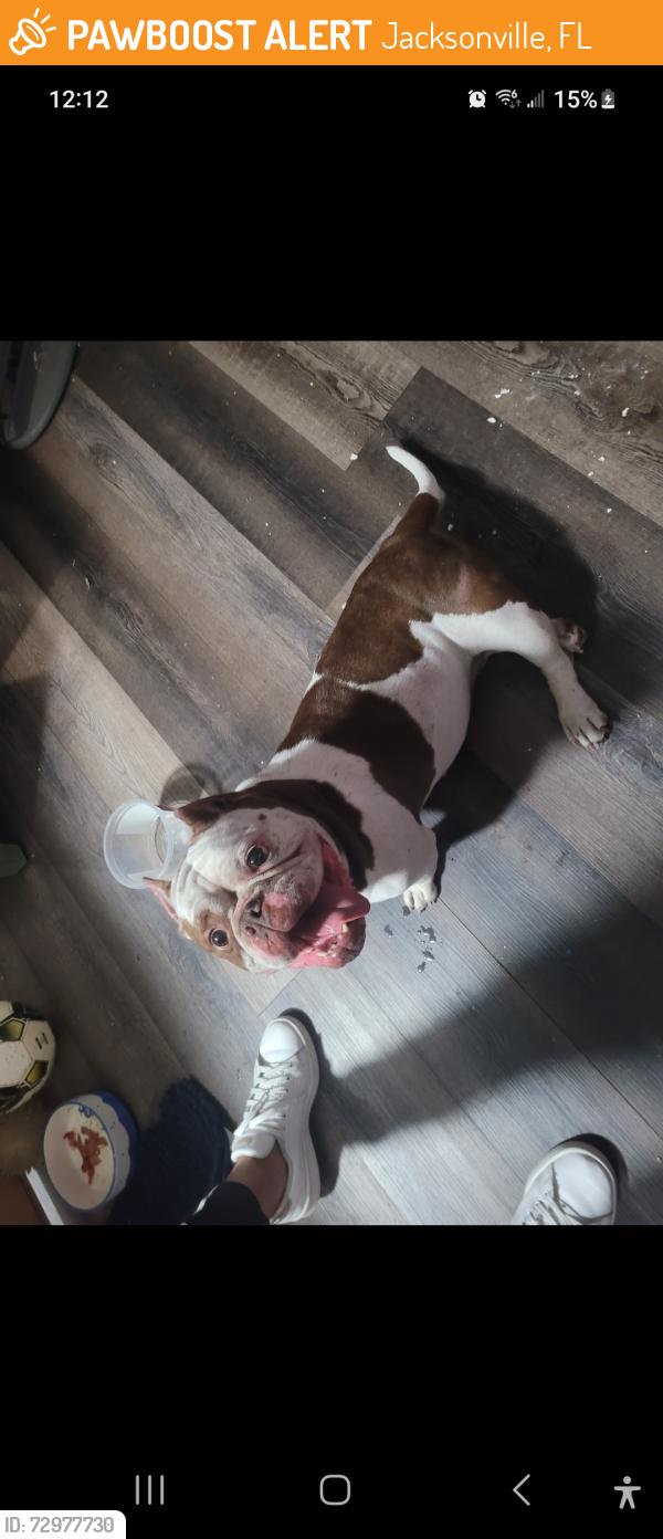 Found/Stray Female Dog last seen Blanding, Jacksonville, FL 32244