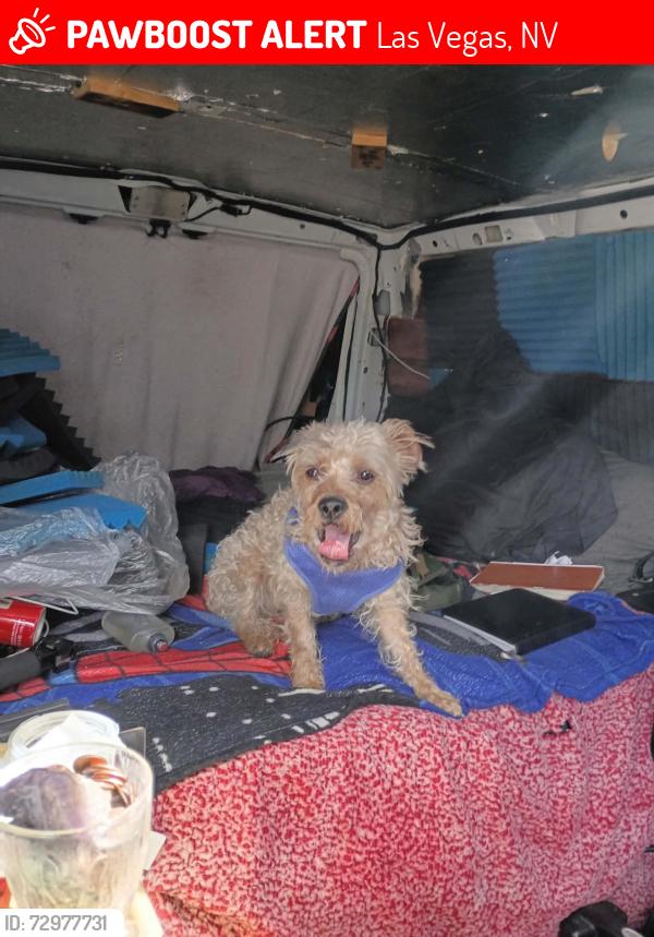 Lost Male Dog last seen Athens & Desert inn, Las Vegas, NV 89169