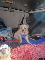 Lost Male Dog last seen Athens & Desert inn, Las Vegas, NV 89169