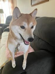Lost Female Dog last seen Country Meadows villas South , Independence, MO 64055