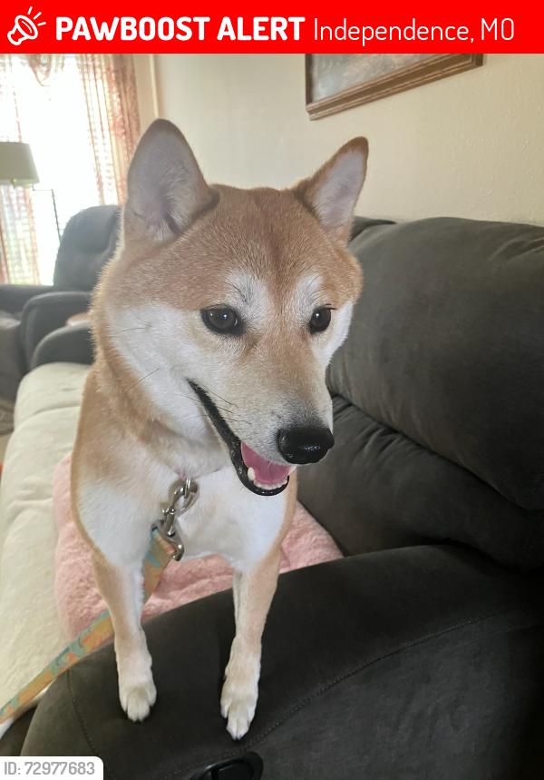 Lost Female Dog last seen Country Meadows villas South , Independence, MO 64055