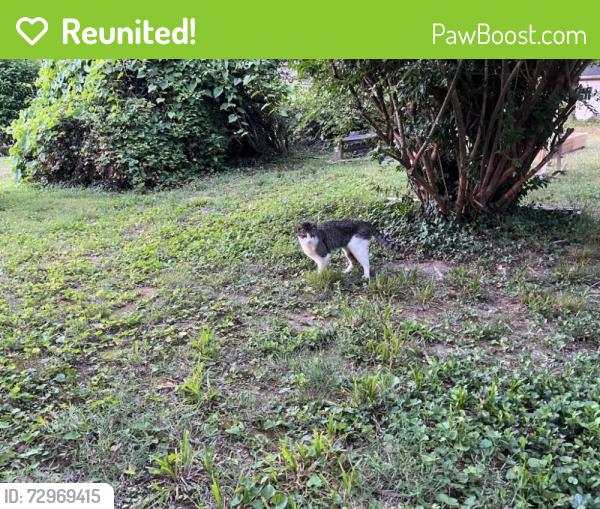 Reunited Unknown Cat last seen Westdale Place , Greensboro, NC 27403