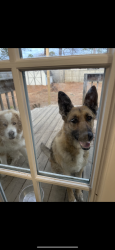 Lost Male Dog last seen Village Green apts , Hope Mills, NC 28348