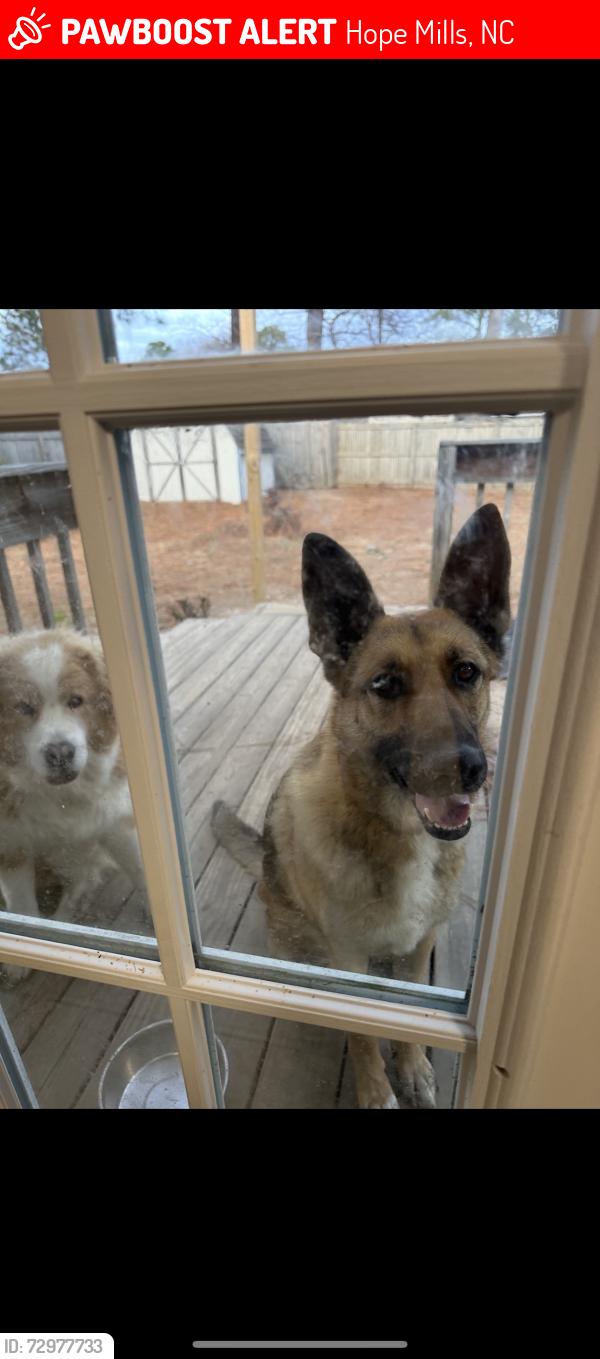 Lost Male Dog last seen Village Green apts , Hope Mills, NC 28348