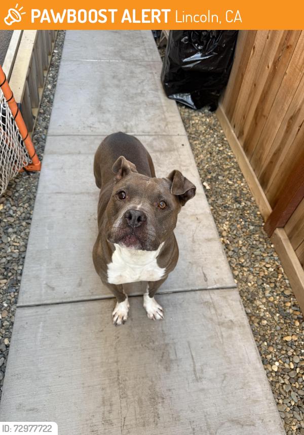 Found/Stray Female Dog last seen Paine, Lincoln, CA 95648