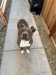 Found/Stray Female Dog last seen Paine, Lincoln, CA 95648
