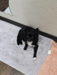 Reunited Male Dog last seen Near Giant Dr, Joshua, TX 76058