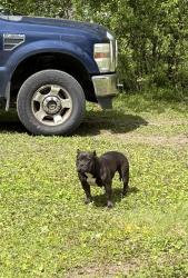 Lost Female Dog last seen Tazewell Pike near Tacolandi in Corryton , Corryton, TN 37721