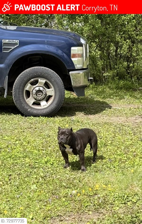 Lost Female Dog last seen Tazewell Pike near Tacolandi in Corryton , Corryton, TN 37721