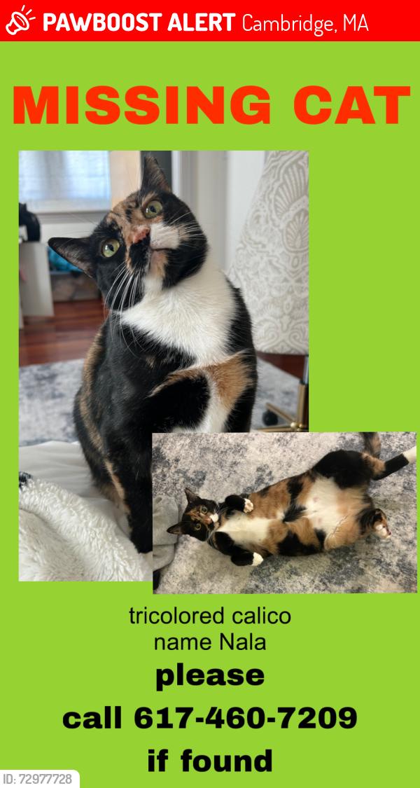 Lost Female Cat last seen Back of 159 concord ave back of building near st peter school, Cambridge, MA 02138