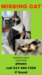 Lost Female Cat last seen Back of 159 concord ave back of building near st peter school, Cambridge, MA 02138