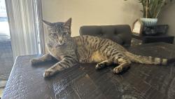 Reunited Female Cat last seen Vineyard & Foothills, Roseville, CA 95678
