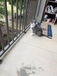 Lost Female Cat last seen 52nd st s, Birmingham, AL 35213