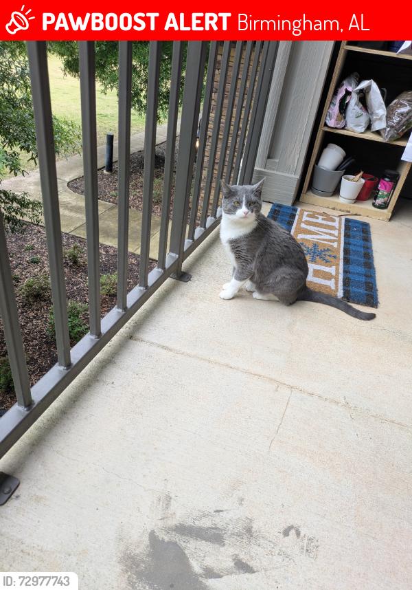 Lost Female Cat last seen 52nd st s, Birmingham, AL 35213