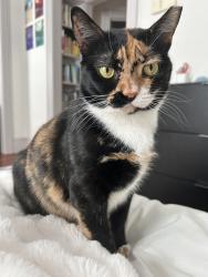 Lost Female Cat last seen around Sarahs Market and Saint Peters Parish on concord ave, Cambridge, MA 02138
