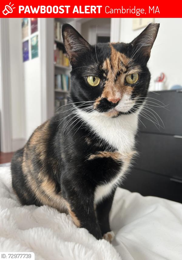 Lost Female Cat last seen around Sarahs Market and Saint Peters Parish on concord ave, Cambridge, MA 02138