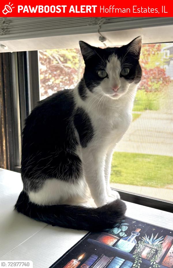 Lost Female Cat last seen Near Ridgeside Ln and N Parkside Dr, Hoffman Estates, IL 60192