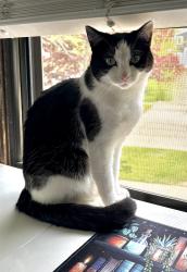 Lost Female Cat last seen Near Ridgeside Ln and N Parkside Dr, Hoffman Estates, IL 60192