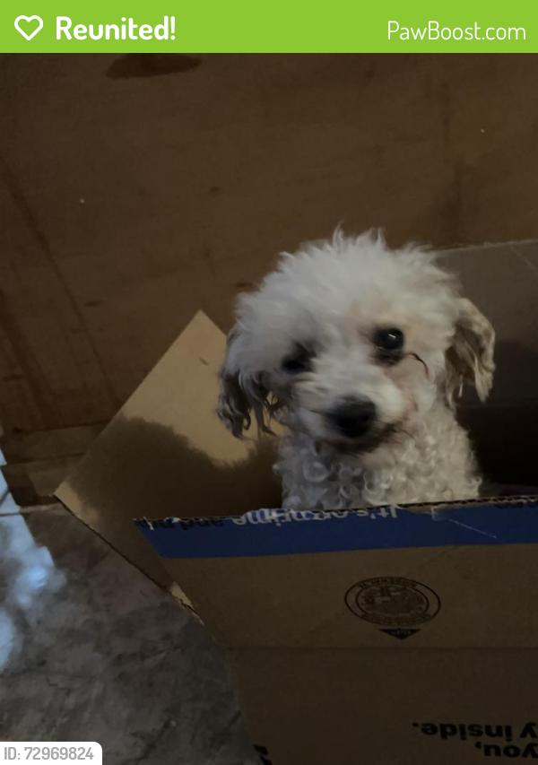 Reunited Female Dog last seen Near n Nellis Blvd trlr 66, Las Vegas, NV 89115