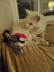 Lost Male Cat last seen Kayser Lane, between Colgate and Bucknell , Monroeville, PA 15146