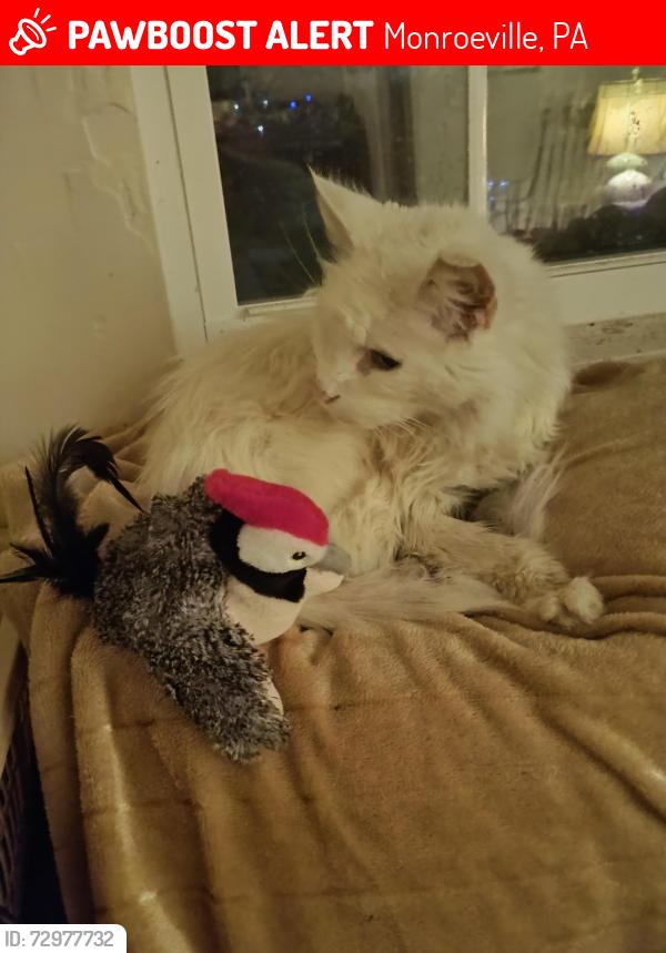 Lost Male Cat last seen Kayser Lane, between Colgate and Bucknell , Monroeville, PA 15146