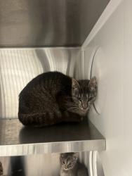 Shelter Stray Female Cat last seen Near Pegg RD, Atlanta, GA, 1251 Fulton Industrial Blvd NW, Atlanta, GA 30336, USA