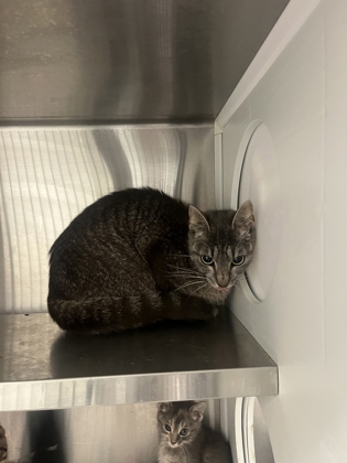 Shelter Stray Female Cat last seen Near Pegg RD, Atlanta, GA, 1251 Fulton Industrial Blvd NW, Atlanta, GA 30336, USA