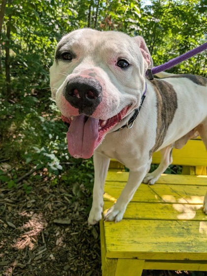 Shelter Stray Male Dog last seen Near E federal St, 21213, MD, Baltimore, MD 21230