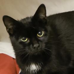 Shelter Stray Female Cat last seen Madison, WI , Madison, WI 53718