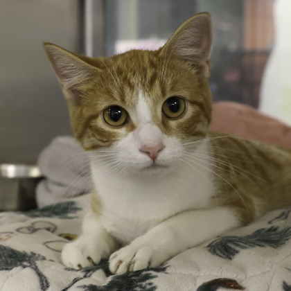 Shelter Stray Female Cat last seen Madison, WI , Madison, WI 53718