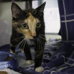 Shelter Stray Female Cat last seen Sun Prairie, WI 53590, Madison, WI 53718