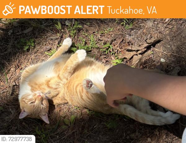 Found/Stray Unknown Cat last seen Found along Baysdale Ln, Bentridge Ln, and Westbury Dr, Tuckahoe, VA 23229