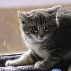 Shelter Stray Male Cat last seen Derek Rd, Madison 17, City of, , 5132 Voges Rd, Madison, WI 53718, USA