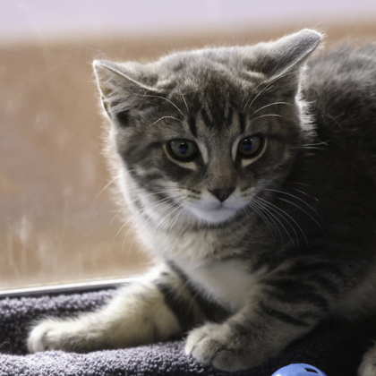 Shelter Stray Male Cat last seen Derek Rd, Madison 17, City of, , 5132 Voges Rd, Madison, WI 53718, USA