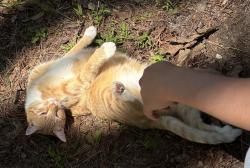Found/Stray Unknown Cat last seen Found along Baysdale Ln, Bentridge Ln, and Westbury Dr, Tuckahoe, VA 23229