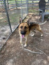 Shelter Stray Male Dog last seen Goose Creek, SC 29445, North Charleston, SC 29406