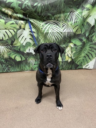Shelter Stray Male Dog last seen Near Clemson Blvd, 29621, Anderson City, SC, Anderson, SC 29622